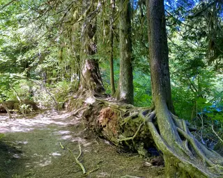 Tall moss-covered trees with sprawling exposed roots line a sun-dappled forest path.