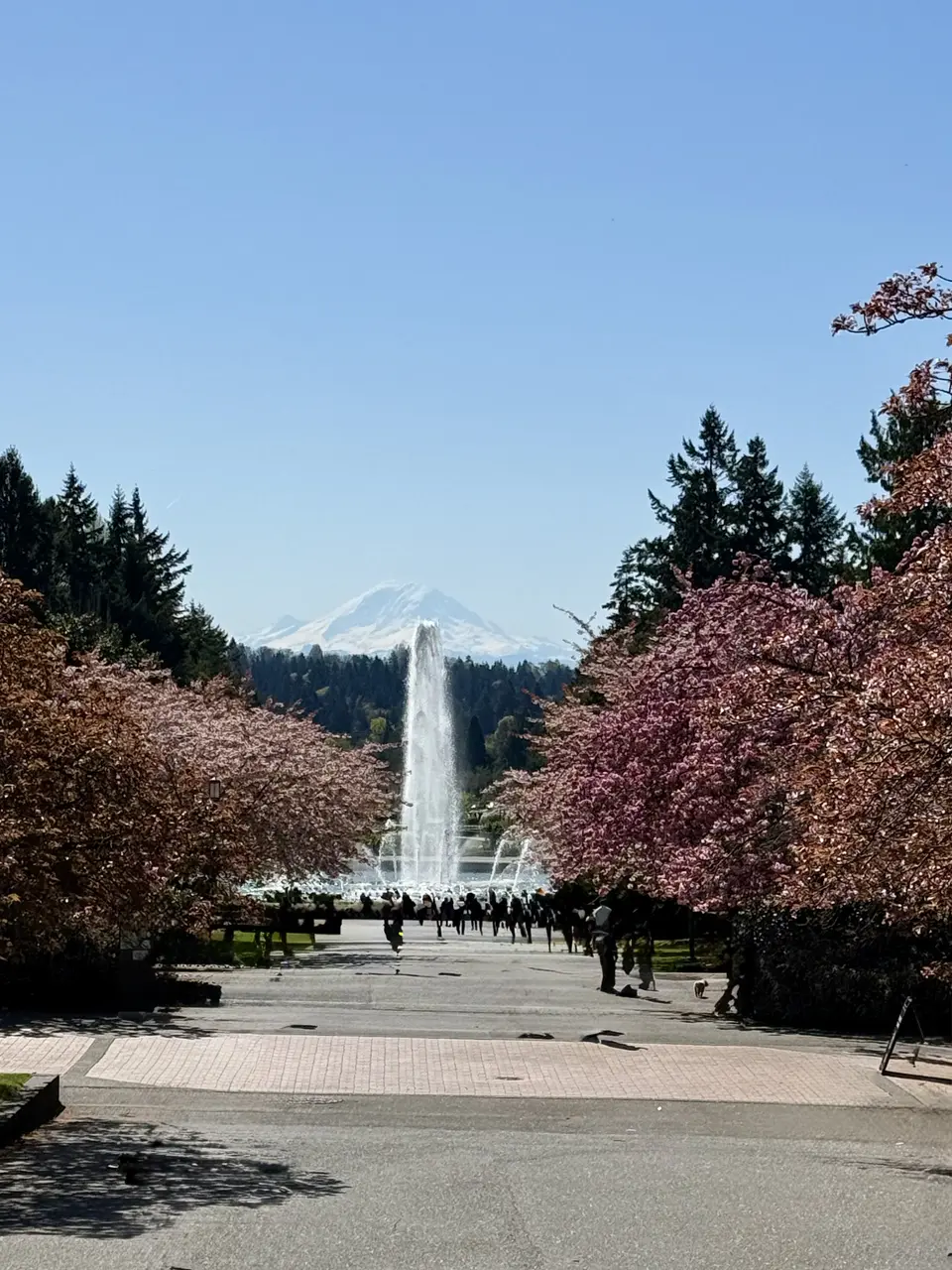 A tall fountain rises beyond flowering trees along a walkway, with Mount Rainier visible in the distance under a clear blue sky.