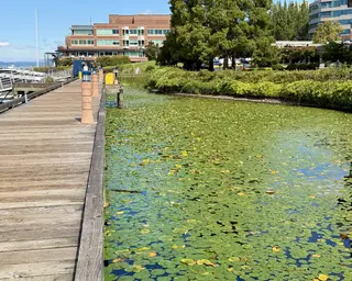 A wooden boardwalk runs beside a lily pad-covered pond bordered by shrubs, trees, and modern buildings.