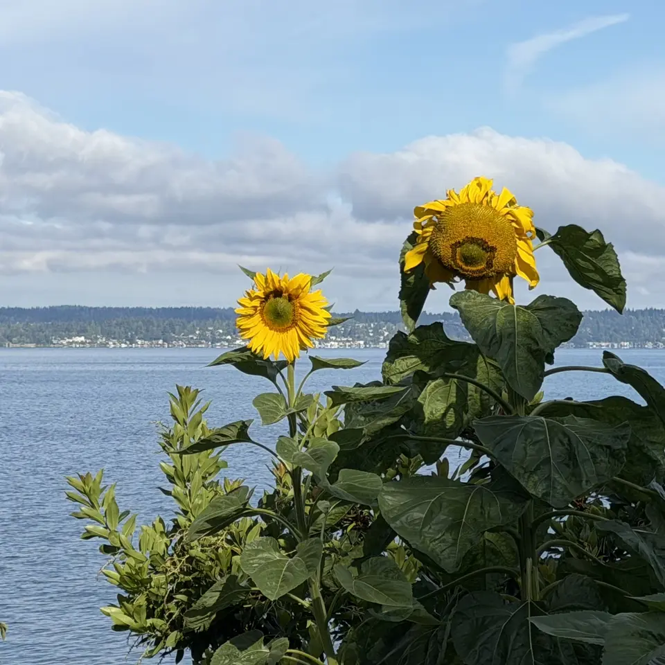Two bright yellow sunflowers rise above leafy plants beside a calm lake under a cloudy blue sky.